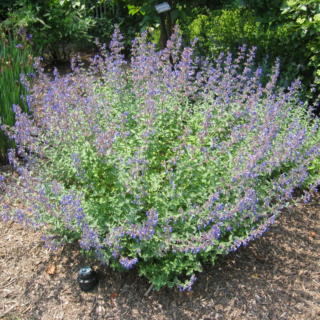 Katzenminze Blue Dragon - Nepeta
