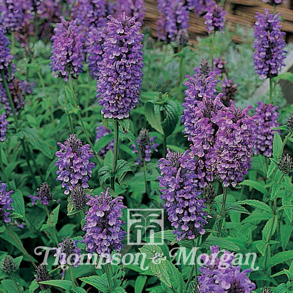 Geaderte Katzenminze Blue Moon (Samen) - Nepeta nervosa