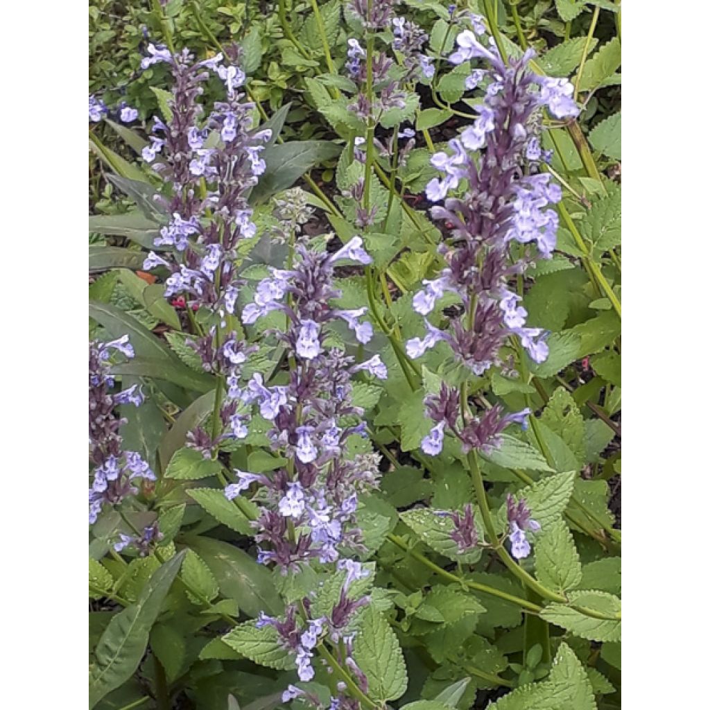 Nepeta parnassica - Chataire grecque