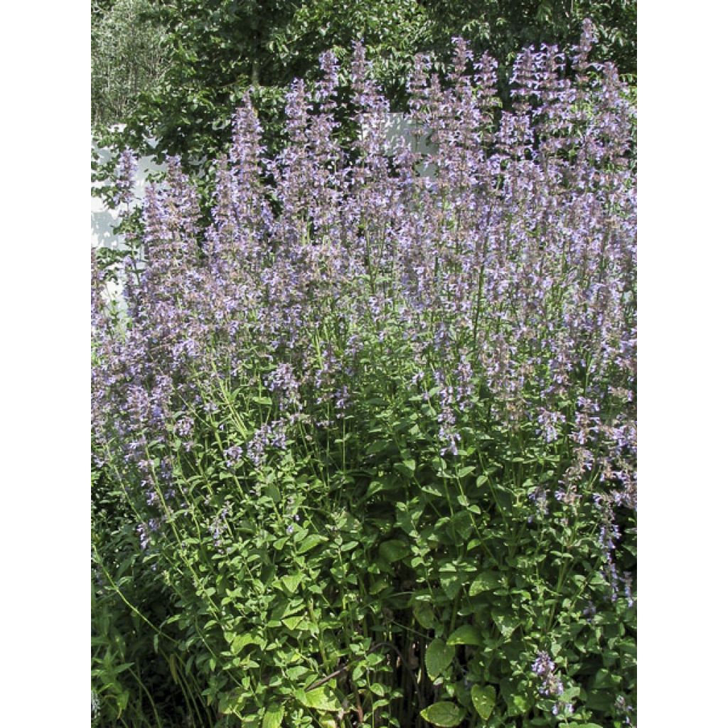 Nepeta parnassica - Chataire grecque