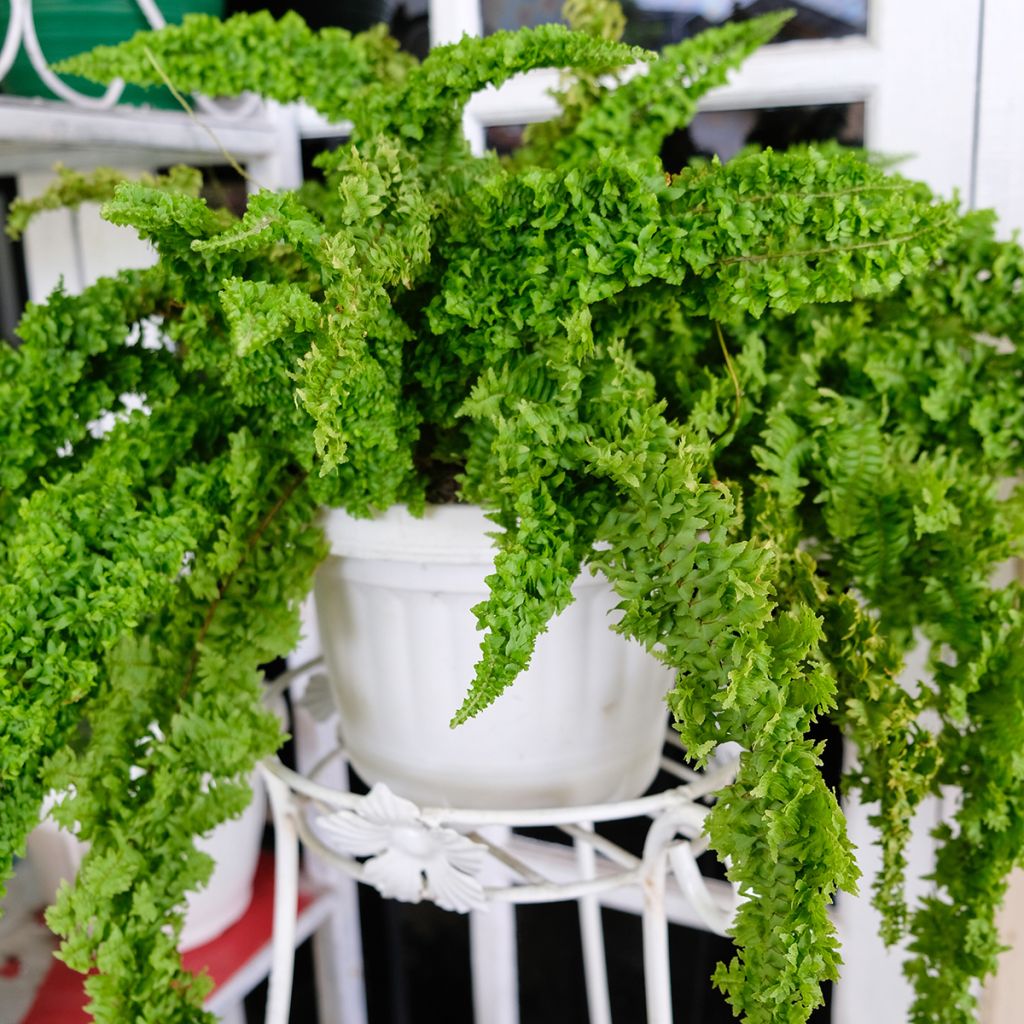 Schwertfarn Fluffy Ruffle - Nephrolepis exaltata