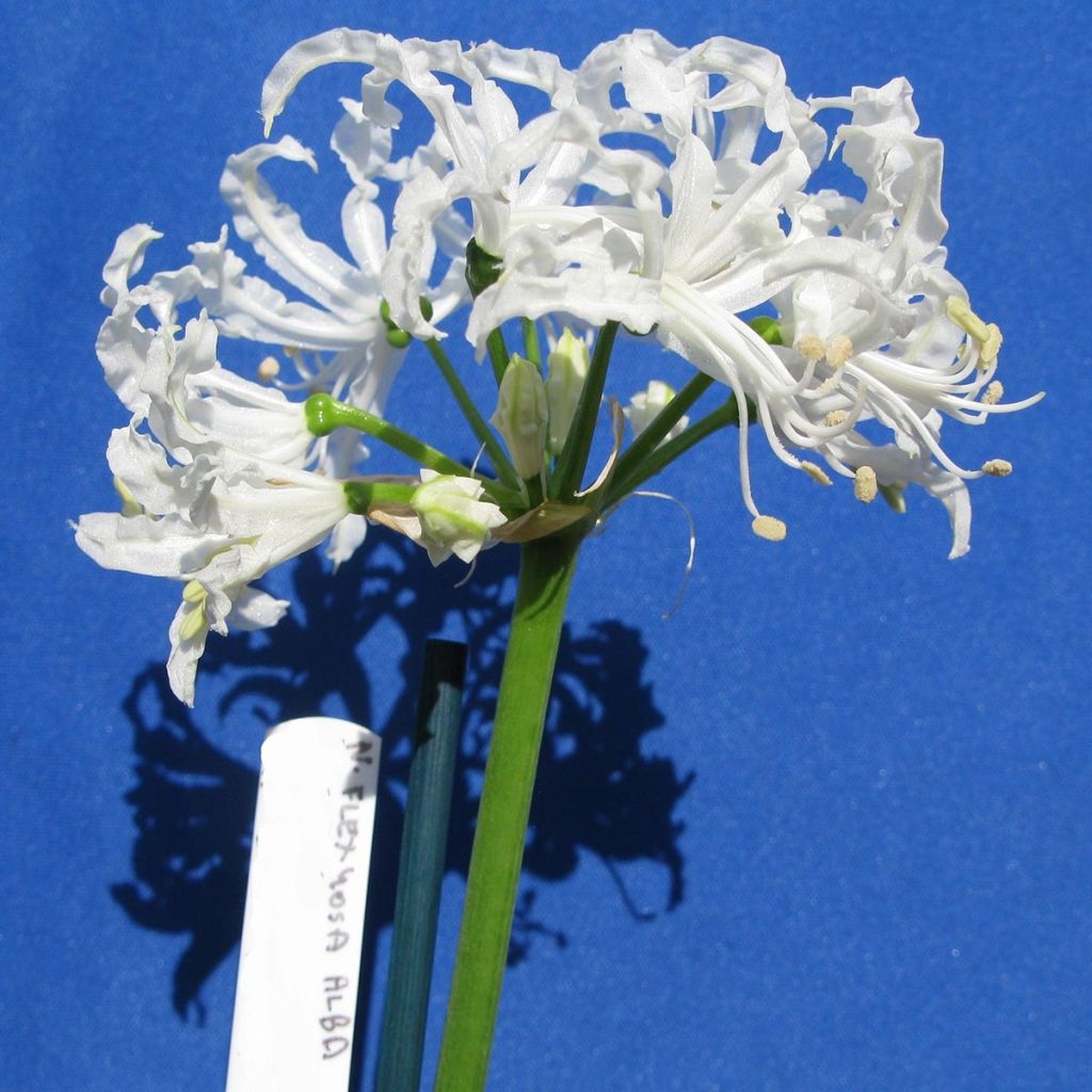 Nerine flexuosa White - Guernsey-Lilie