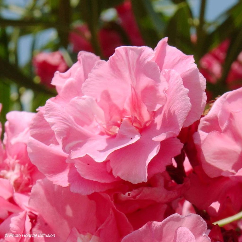 Oleander Roseum Plenum - Nerium