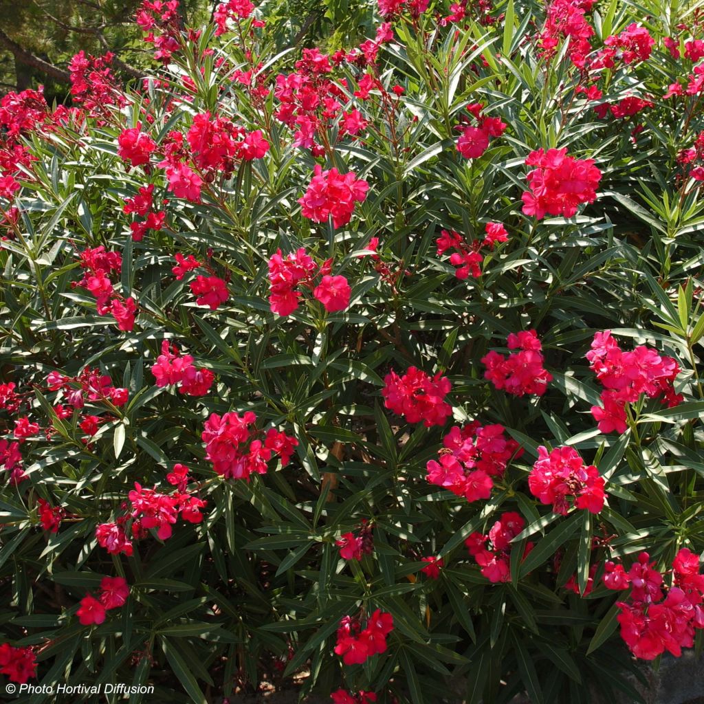 Oleander Double Red - Nerium