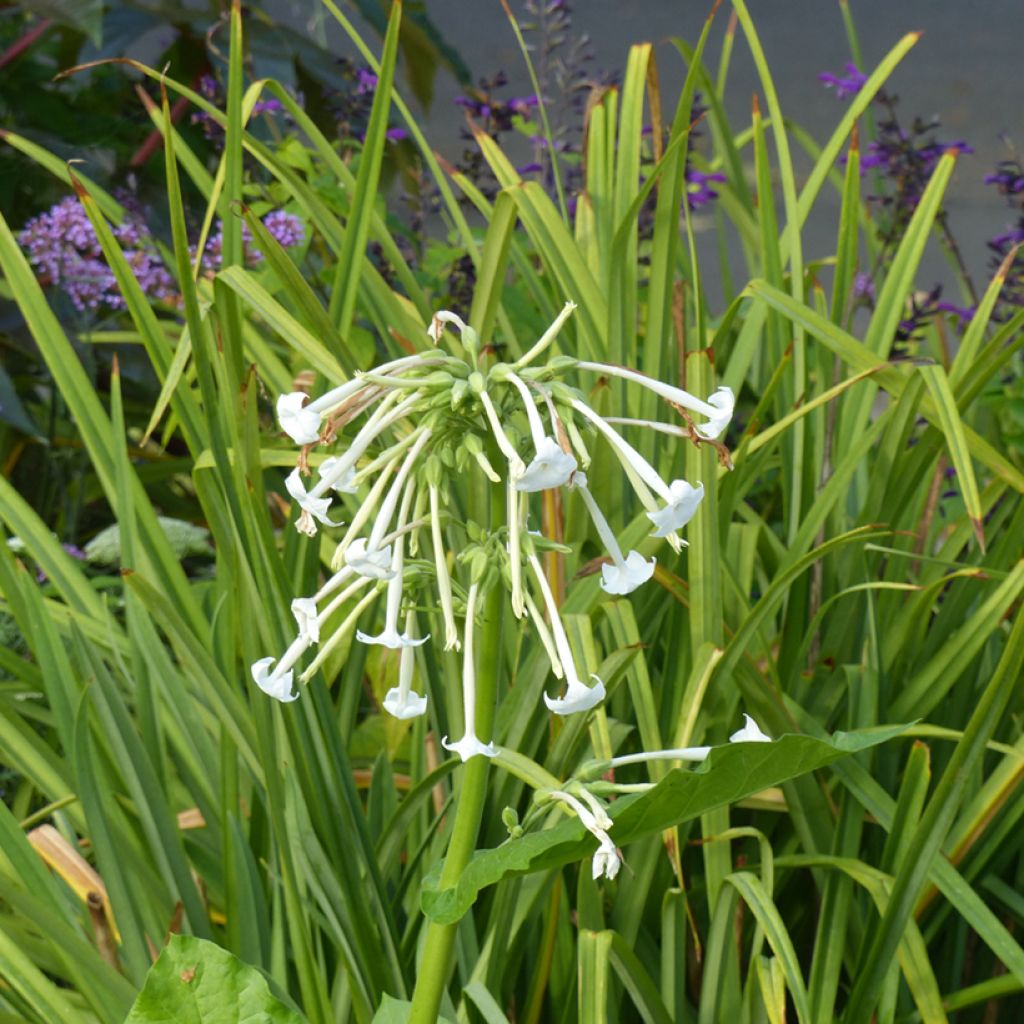 Wald-Tabak (Samen) - Nicotiana sylvestris