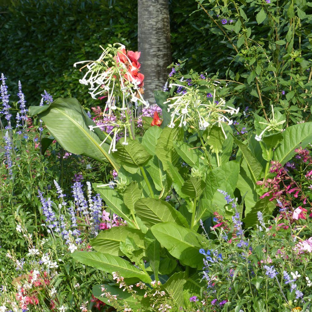 Wald-Tabak (Samen) - Nicotiana sylvestris