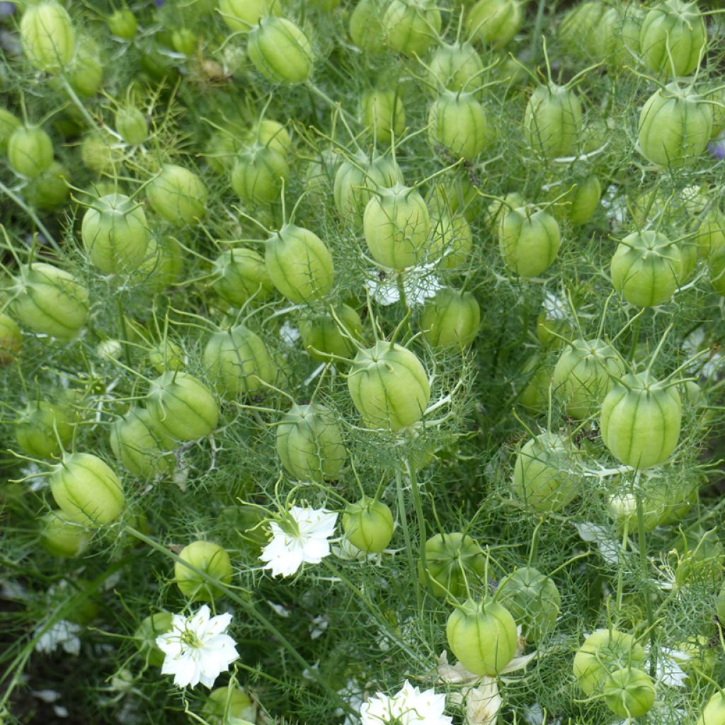Nigella damascena Albion Green Pod (Samen) - Damaszener Schwarzkümmel