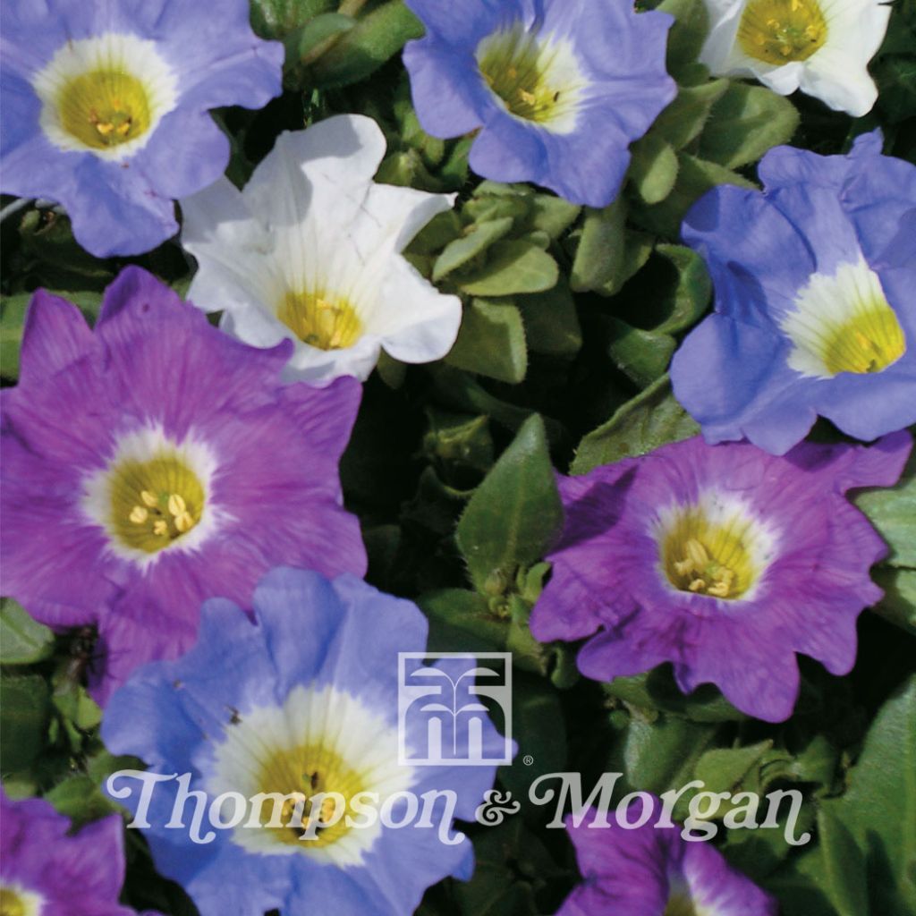 Nolana paradoxa Sun Belle Mixed (Samen) - Glockenwinde