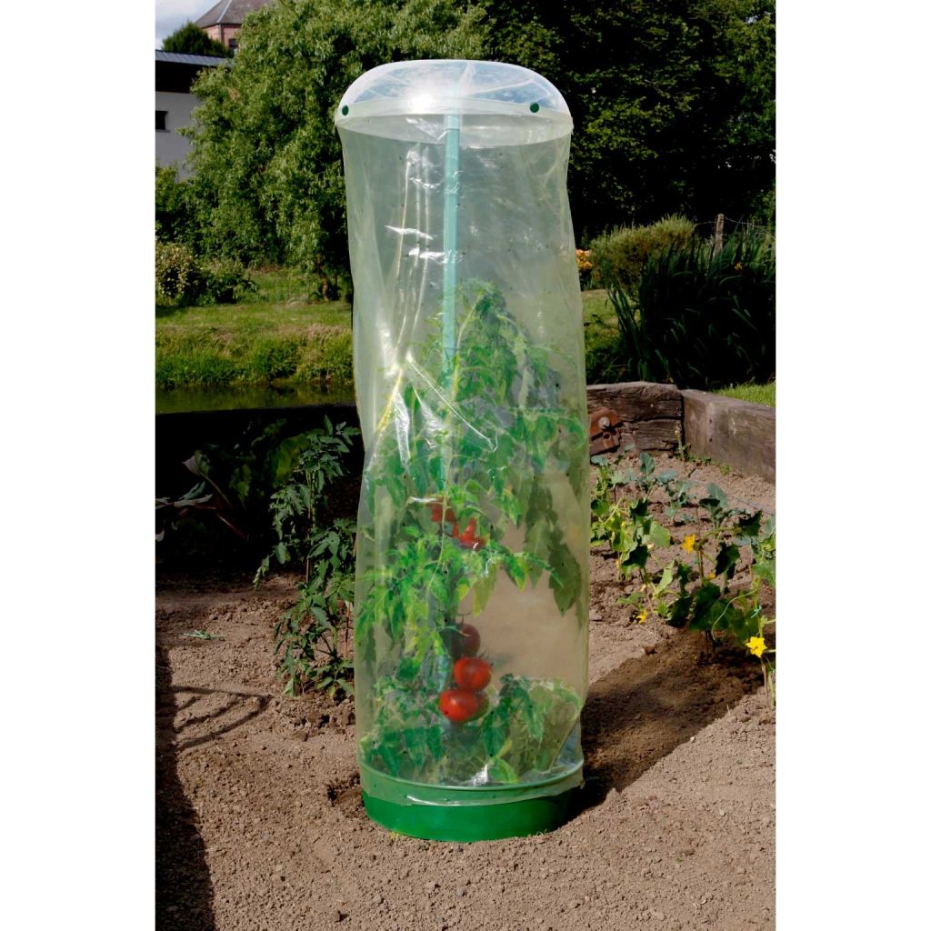 Bewässerungs- und Schutzkuppel - Tomatenbecher