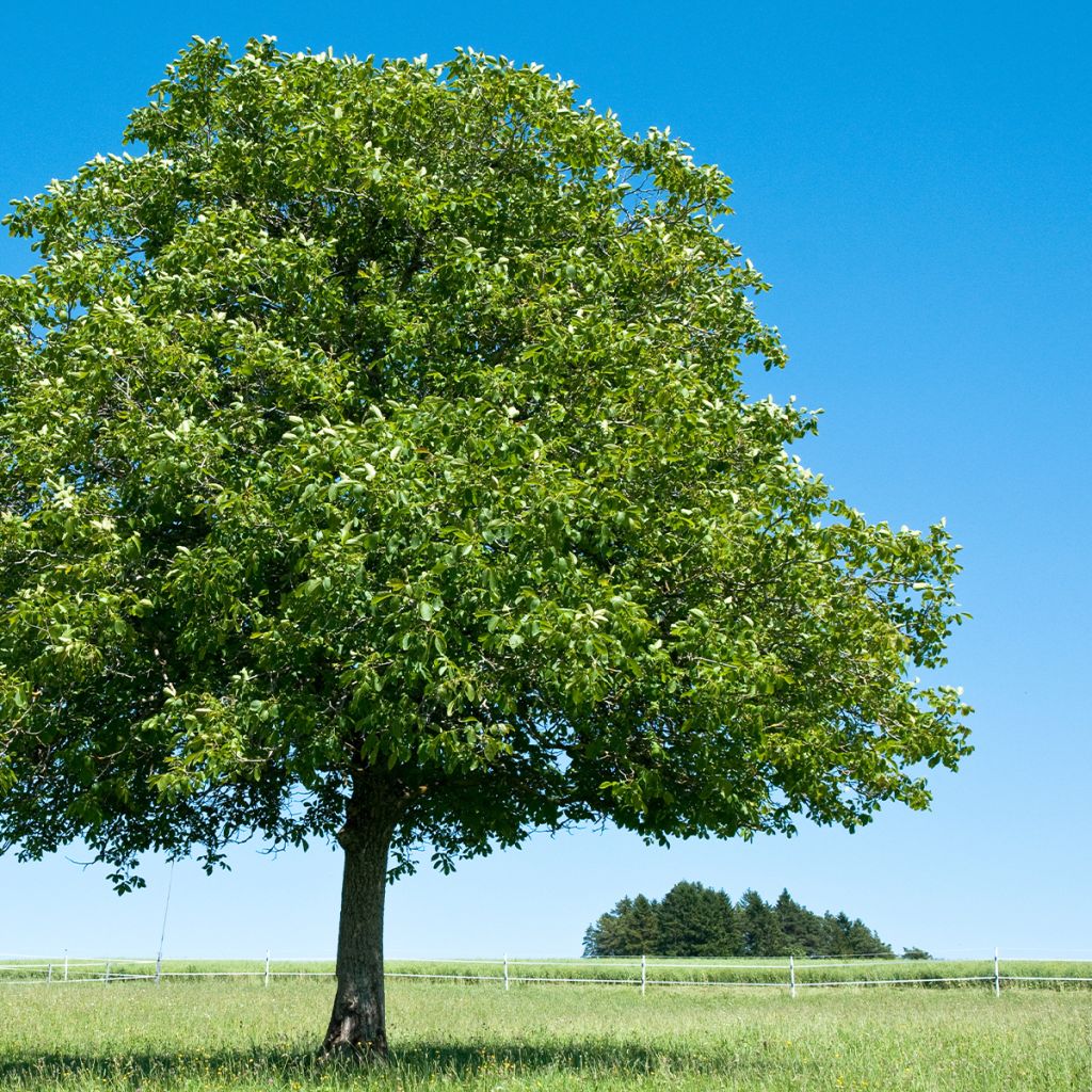Noyer commun Corne - Corne du Périgord - Juglans regia