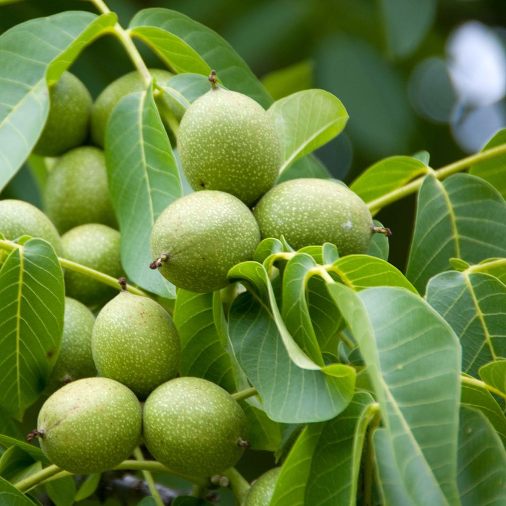 Walnuss Tulare - Juglans regia