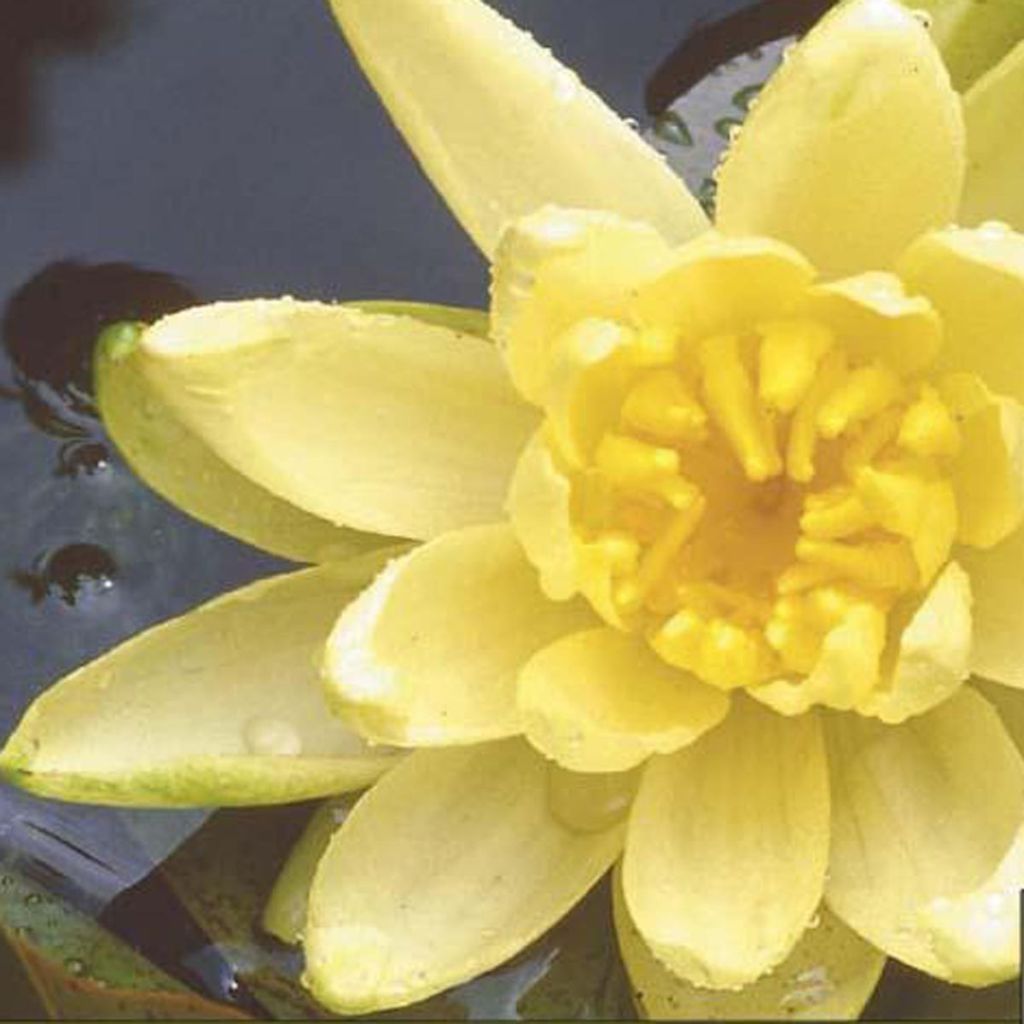 Nymphaea A.J Welch - Winterharte Seerose