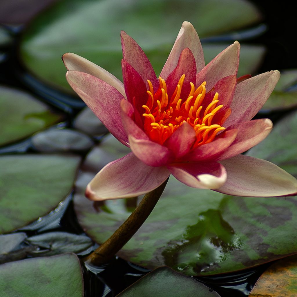 Nymphaea Sioux - Winterharte Seerose