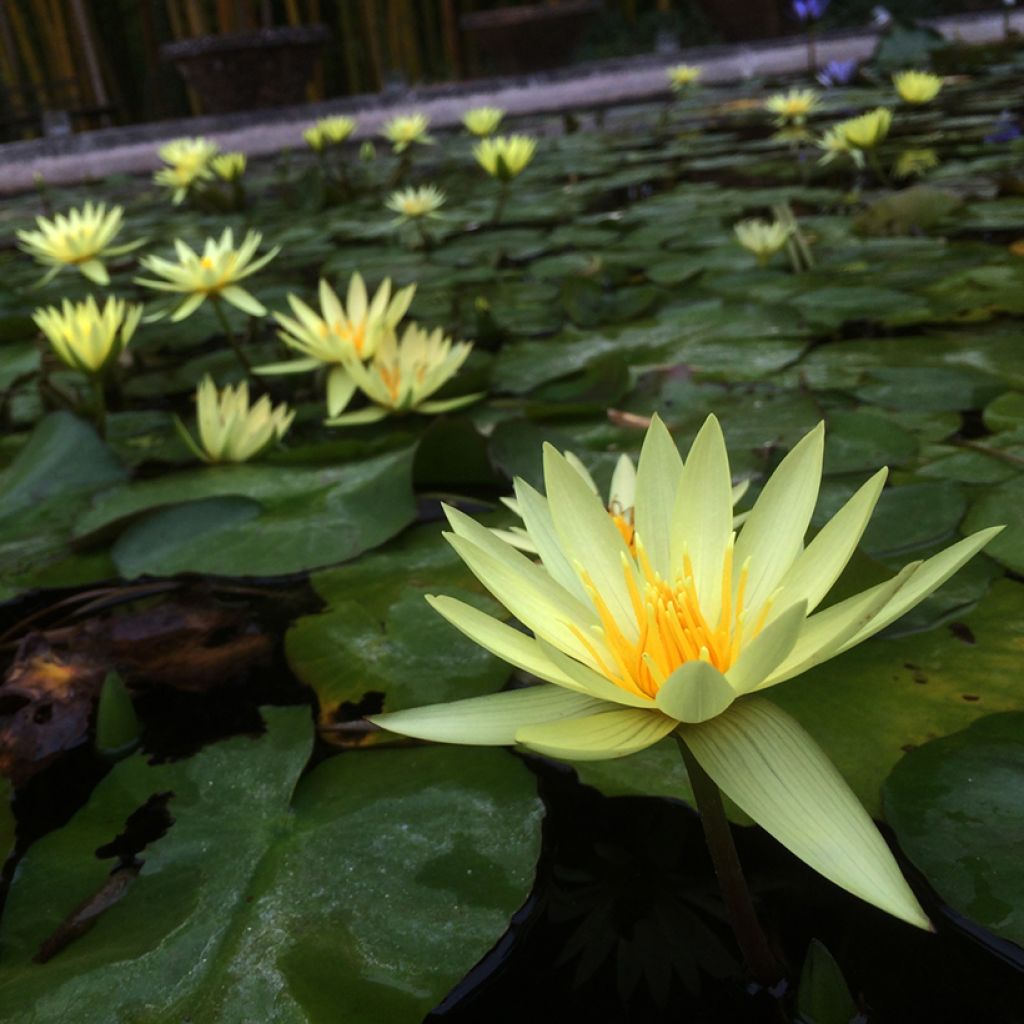 Nymphaea St. Louis Gold - Tropische Seerose