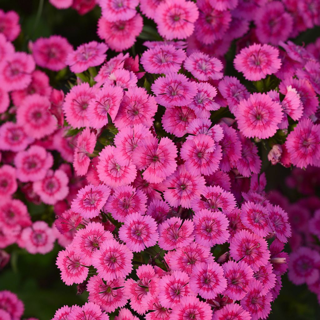 Dianthus barbatus Jolt Pink - Bartnelke