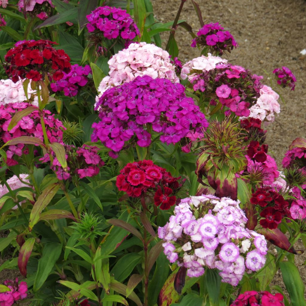 Dianthus barbatus Mix (Samen) - Bartnelke
