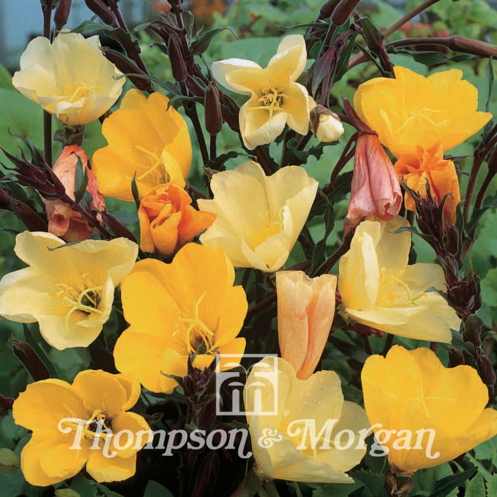 Oenothera odorata Apricot Delight (Samen) - Duftende Nachtkerze