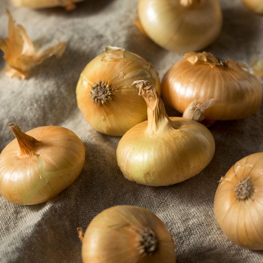 Steckzwiebel Borettana