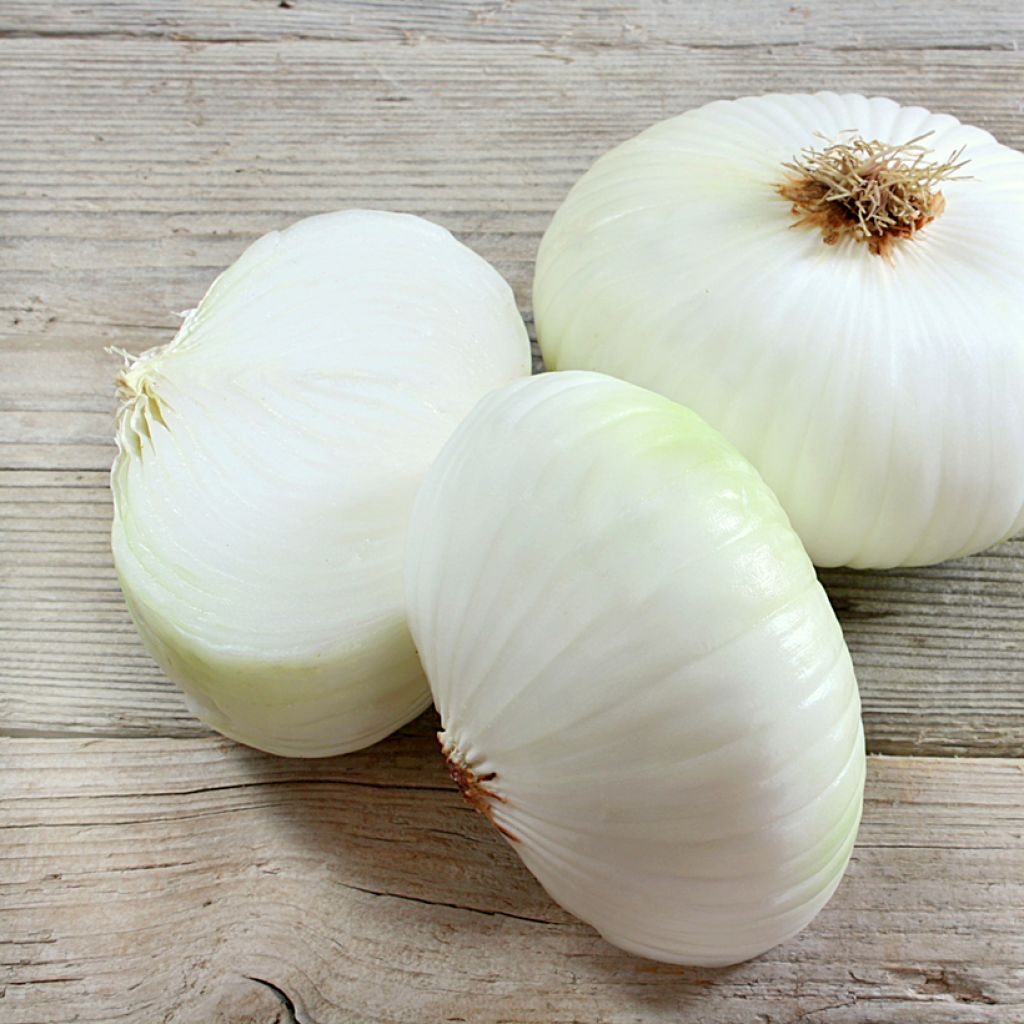 Weiße Zwiebel Prompto F1 - Vilmorin