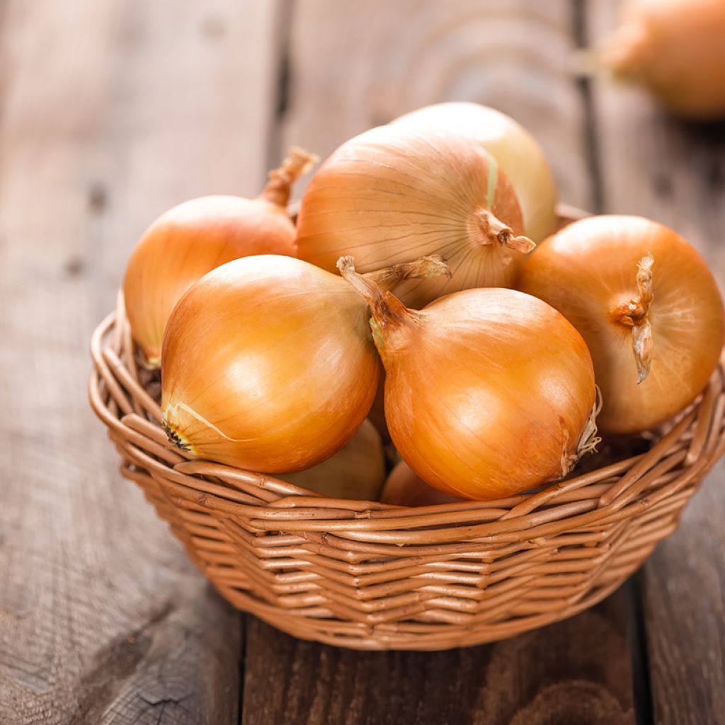 Zwiebel Ramata di Milano