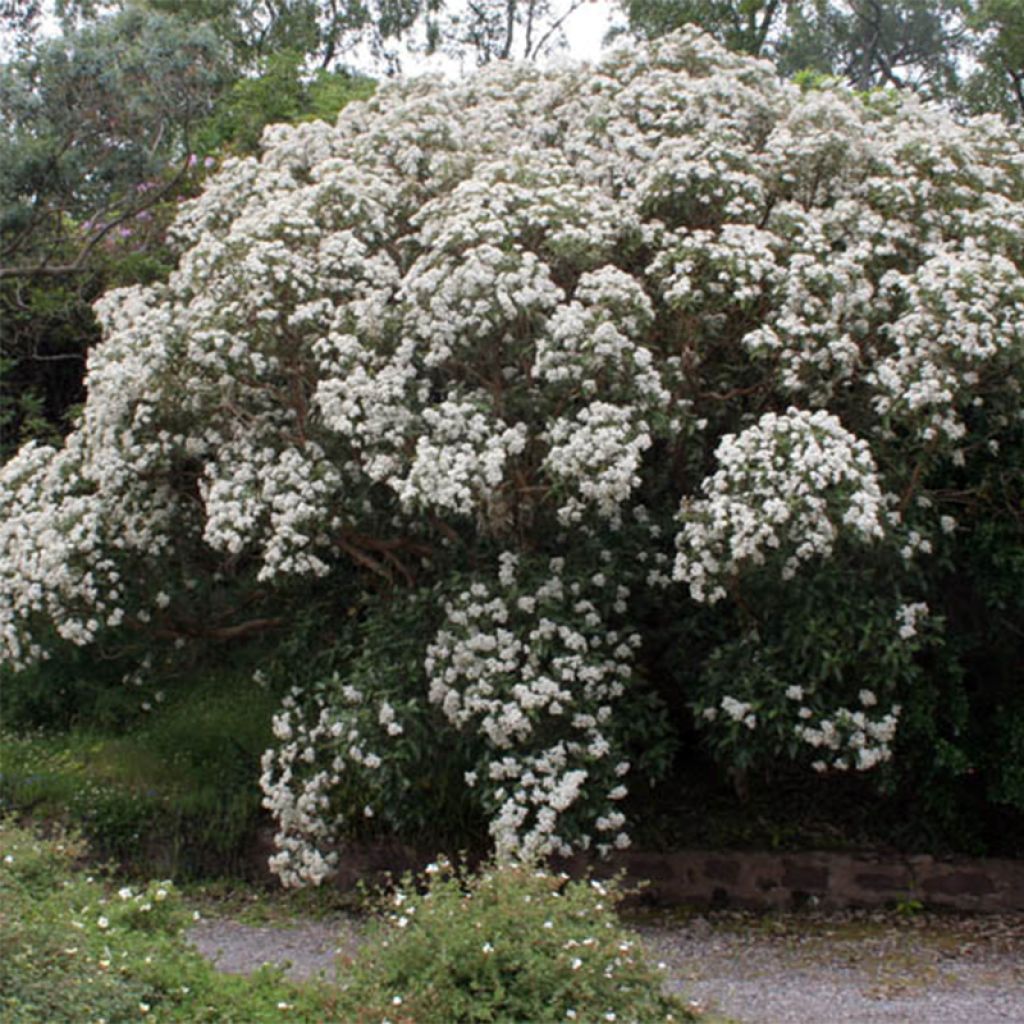 Olearia macrodonta Major - Baumaster