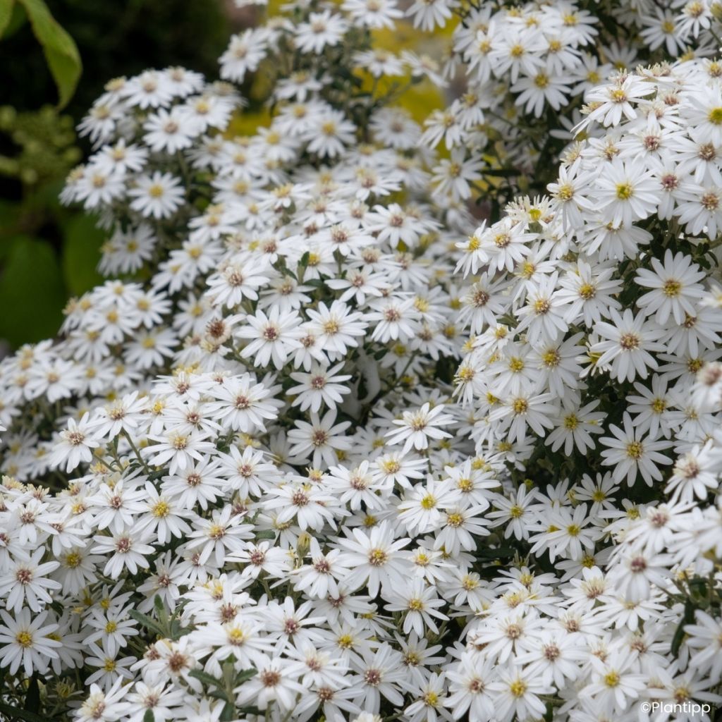 Olearia phlogopappa Spring Bling - Baumaster