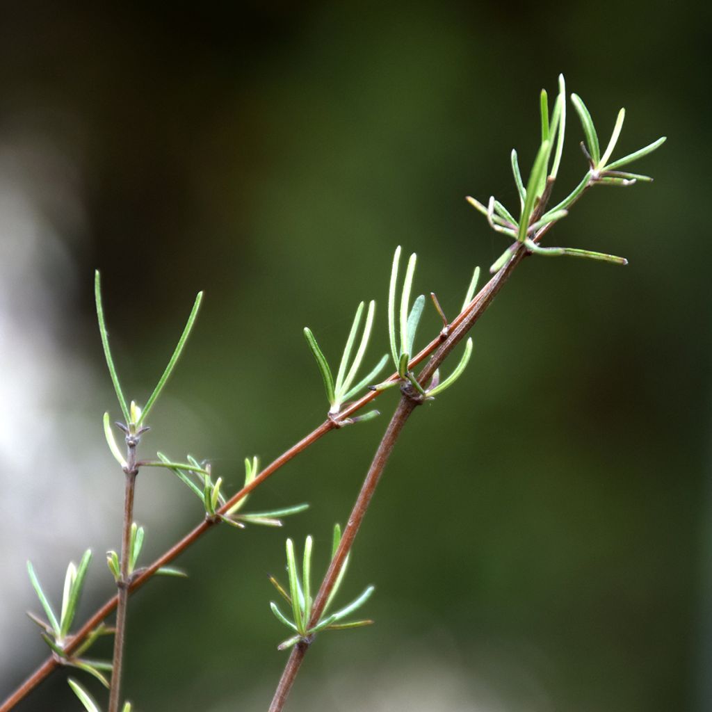 Olearia virgata - Baumaster