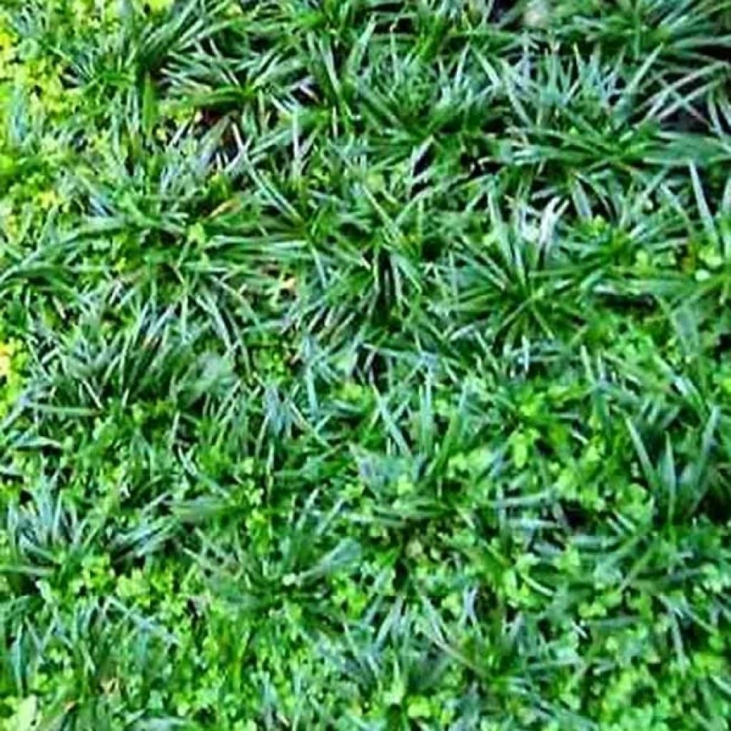 Ophiopogon japonicus - Schlangenbart