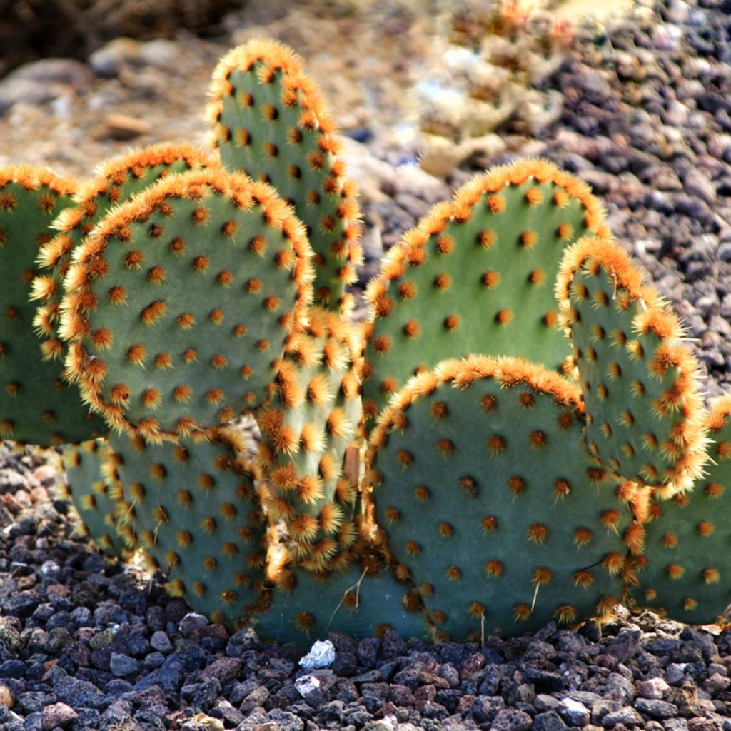 Opuntia aciculata - Feigenkaktus