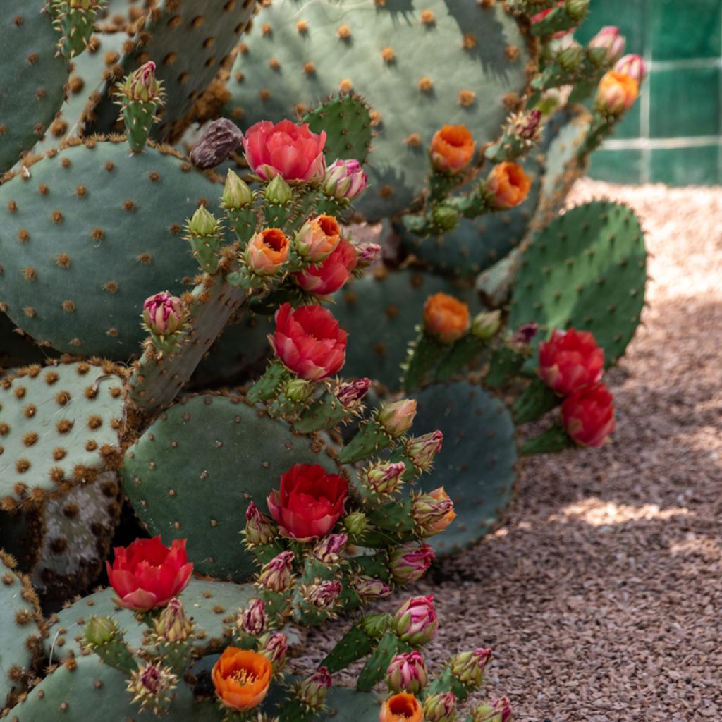 Opuntia aciculata - Feigenkaktus