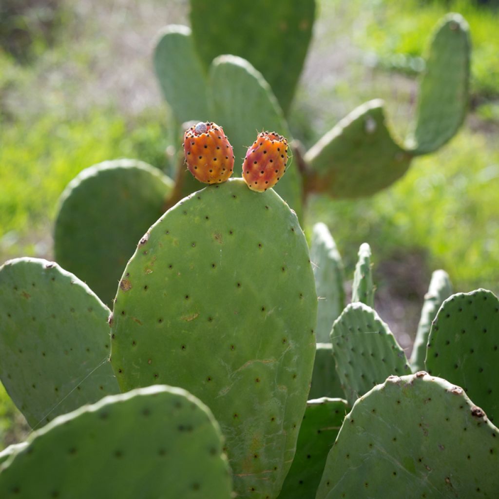 Opuntia aciculata - Feigenkaktus