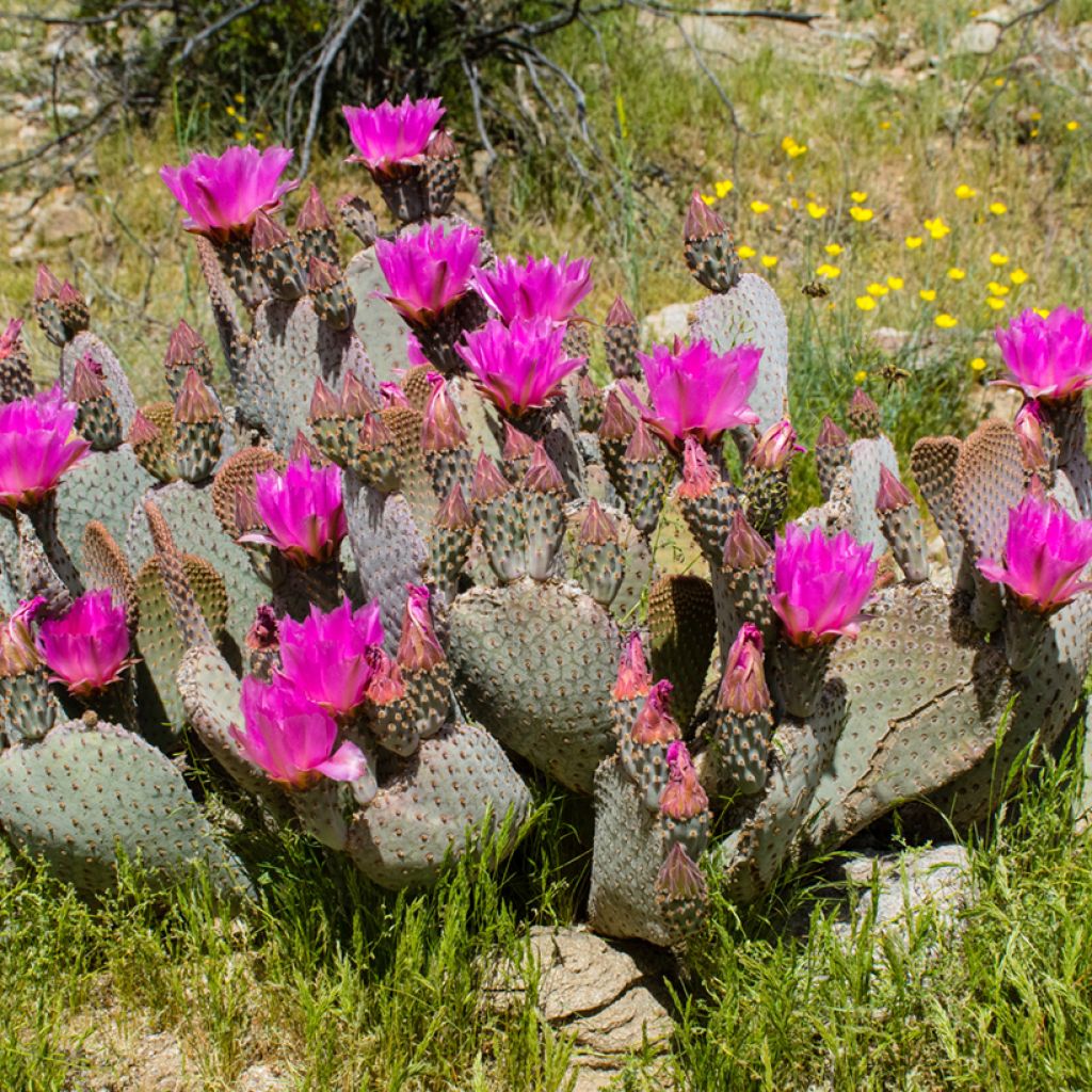 Opuntia basilaris - Feigenkaktus