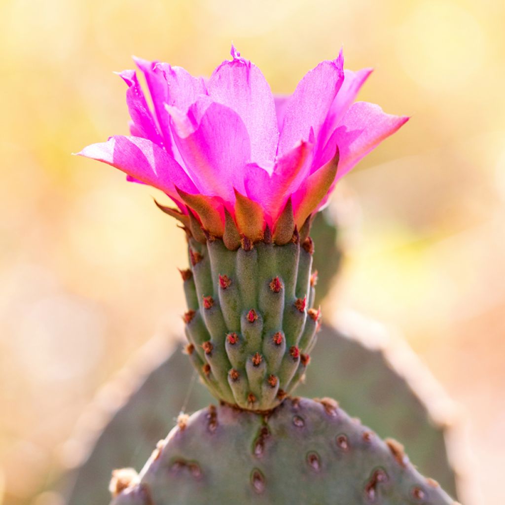 Opuntia basilaris - Feigenkaktus