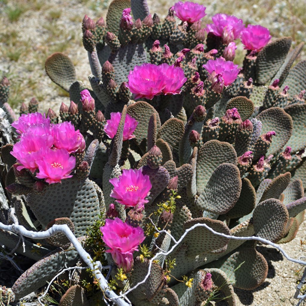 Opuntia basilaris - Feigenkaktus