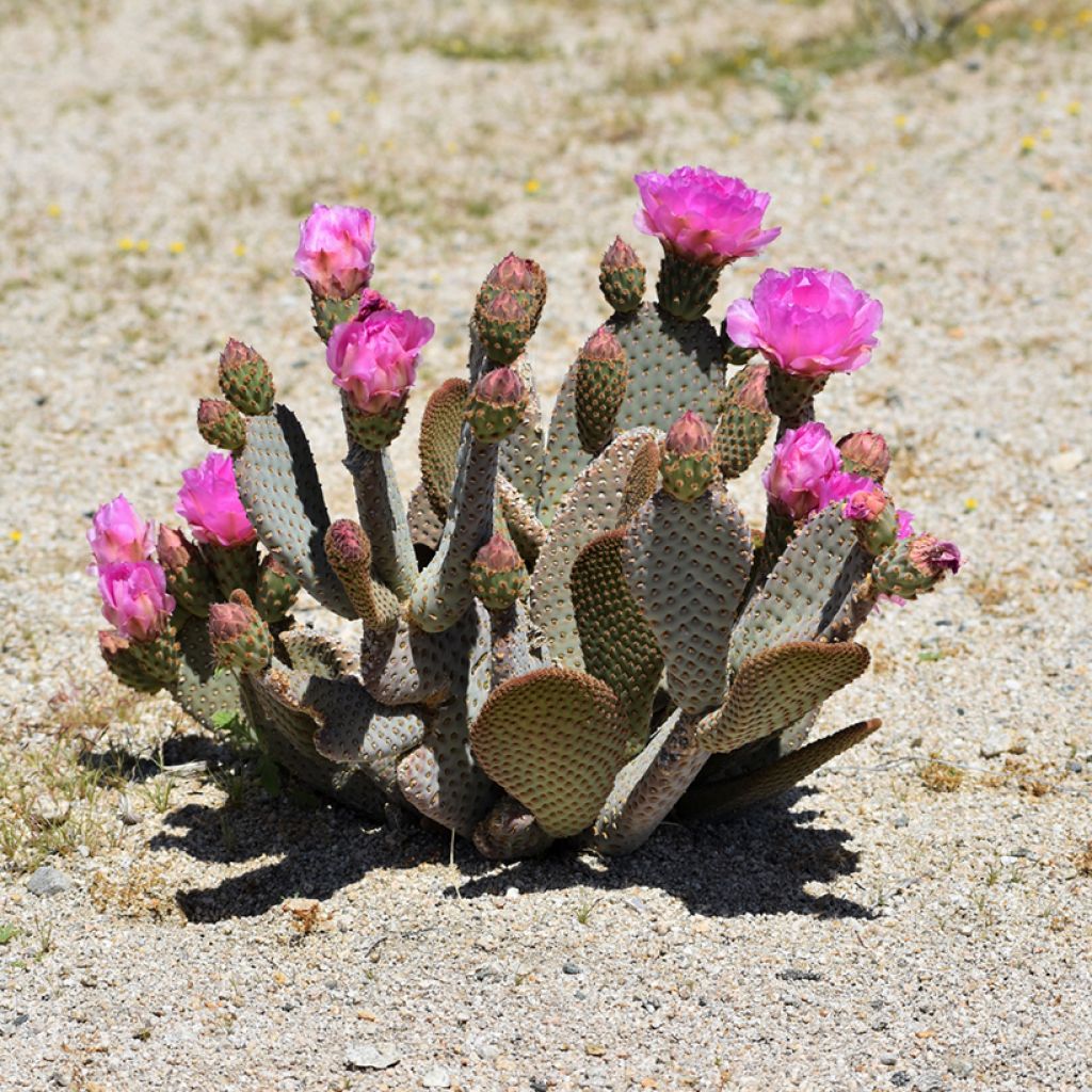 Opuntia basilaris - Feigenkaktus