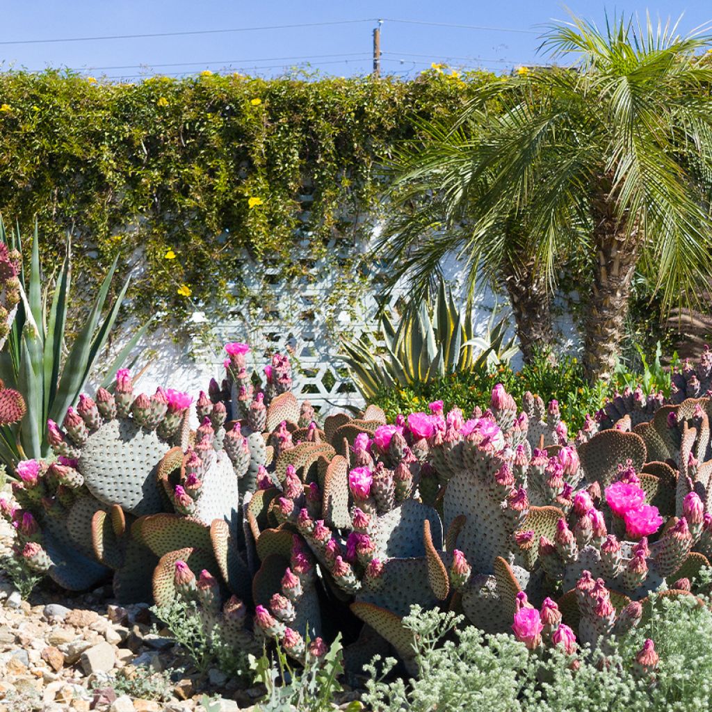 Opuntia basilaris - Feigenkaktus