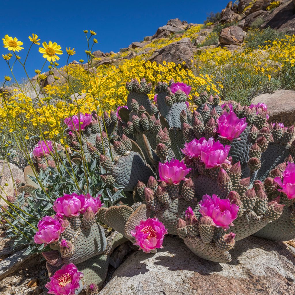 Opuntia basilaris - Feigenkaktus
