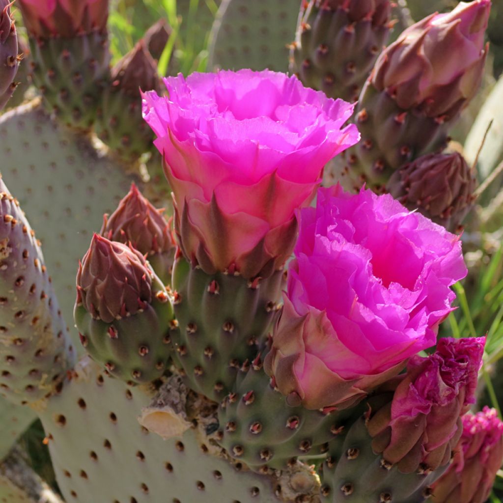 Opuntia basilaris - Feigenkaktus