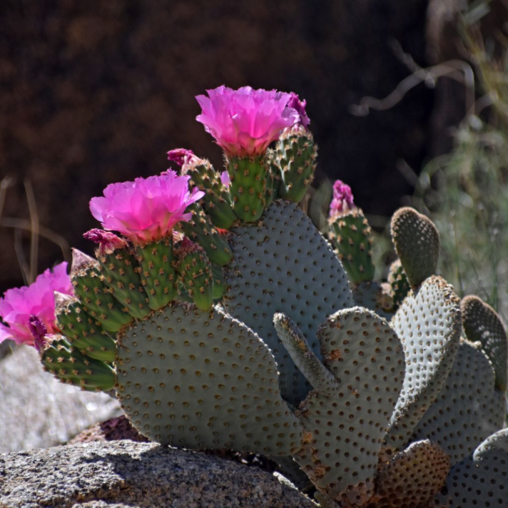 Opuntia basilaris - Feigenkaktus