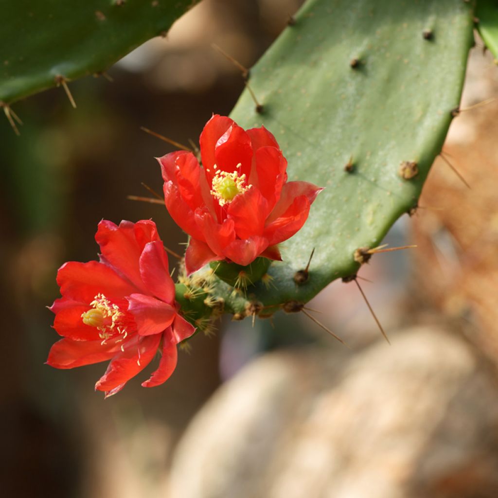 Opuntia bergeriana - Feigenkaktus