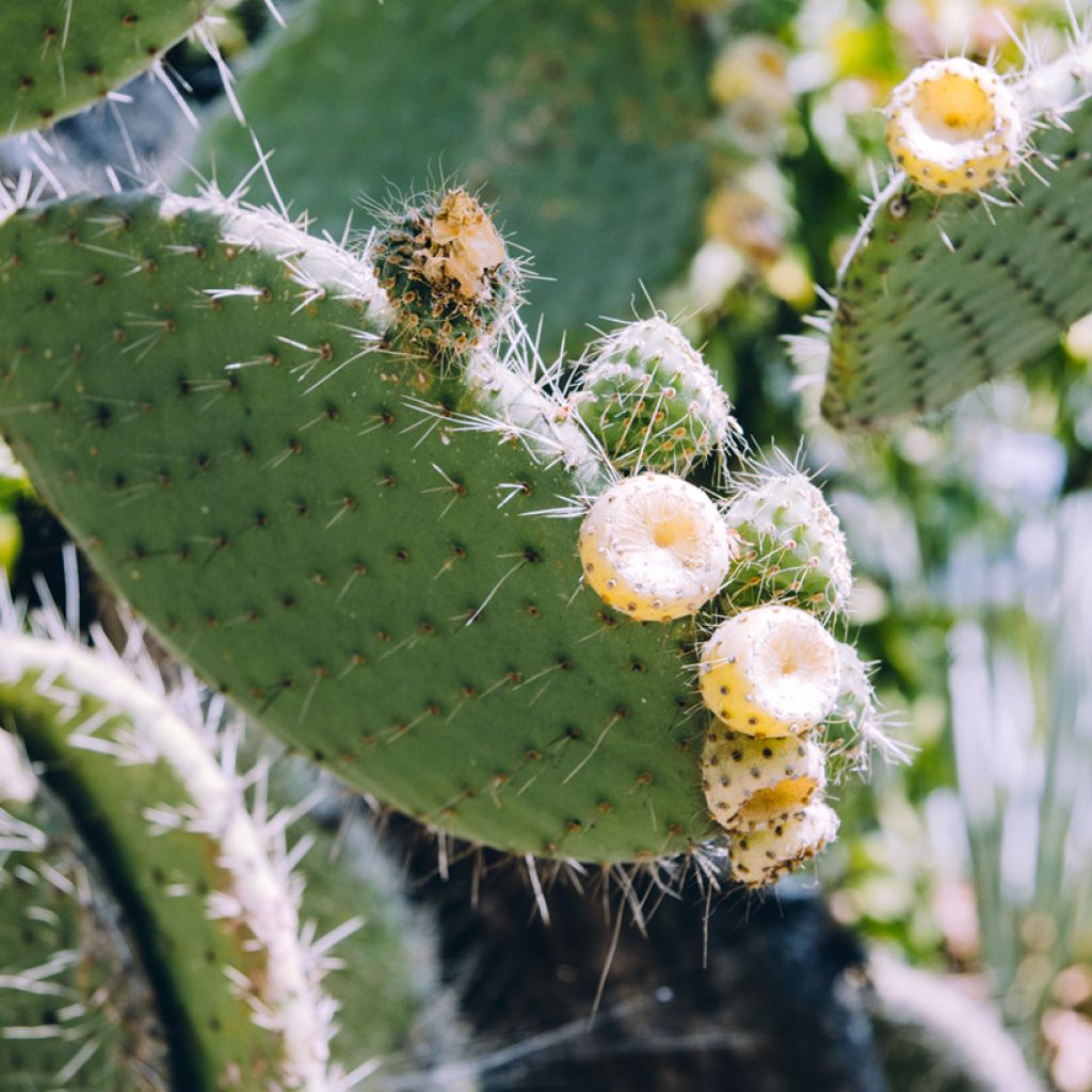 Opuntia bergeriana - Feigenkaktus