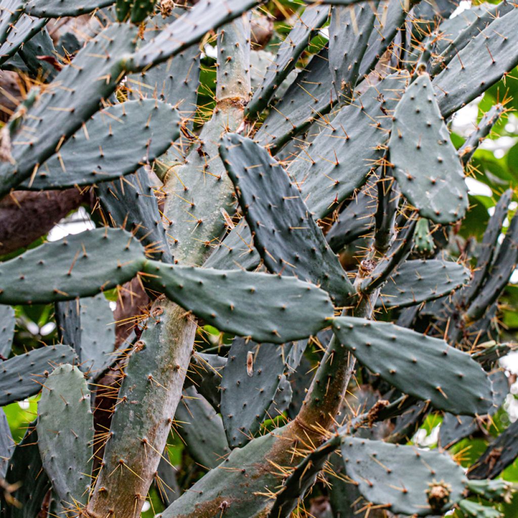 Opuntia bergeriana - Feigenkaktus