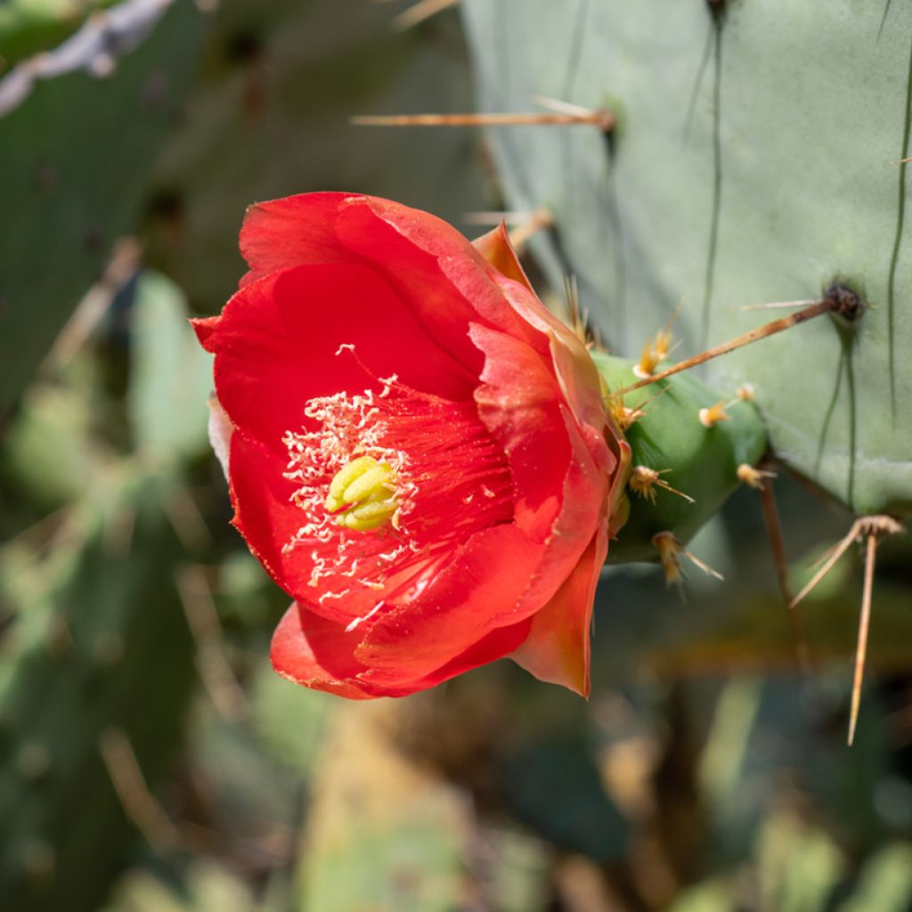 Opuntia bergeriana - Feigenkaktus