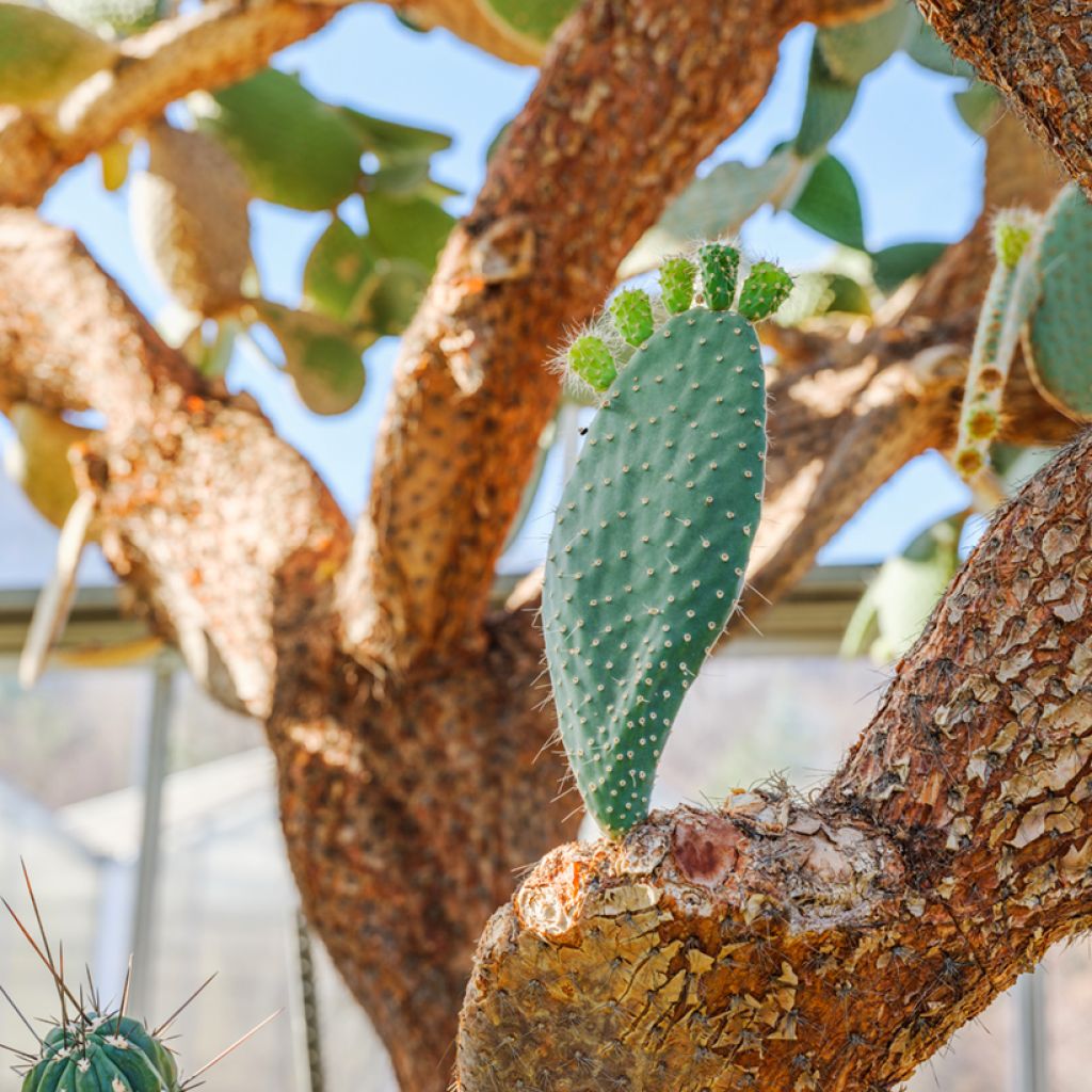 Opuntia leucotricha - Feigenkaktus