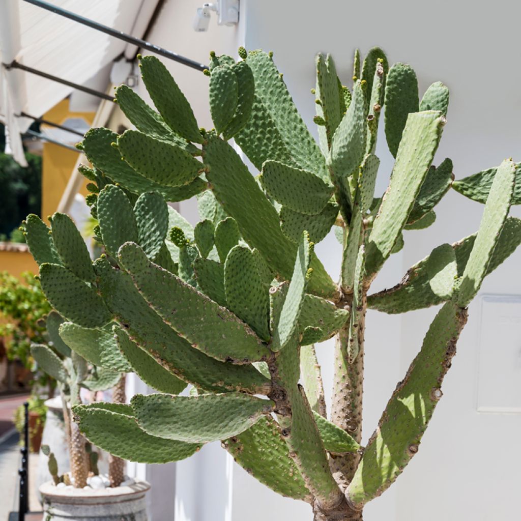 Opuntia leucotricha - Feigenkaktus