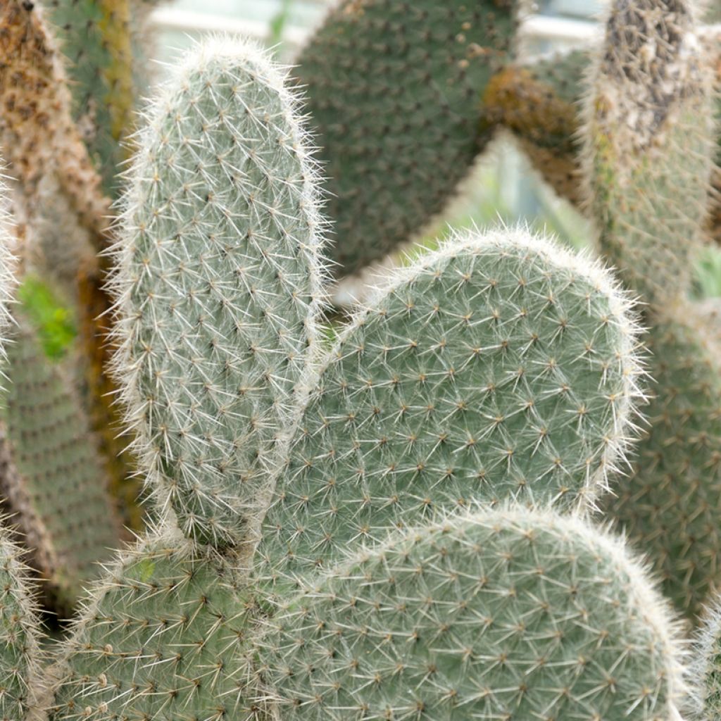 Opuntia leucotricha - Feigenkaktus