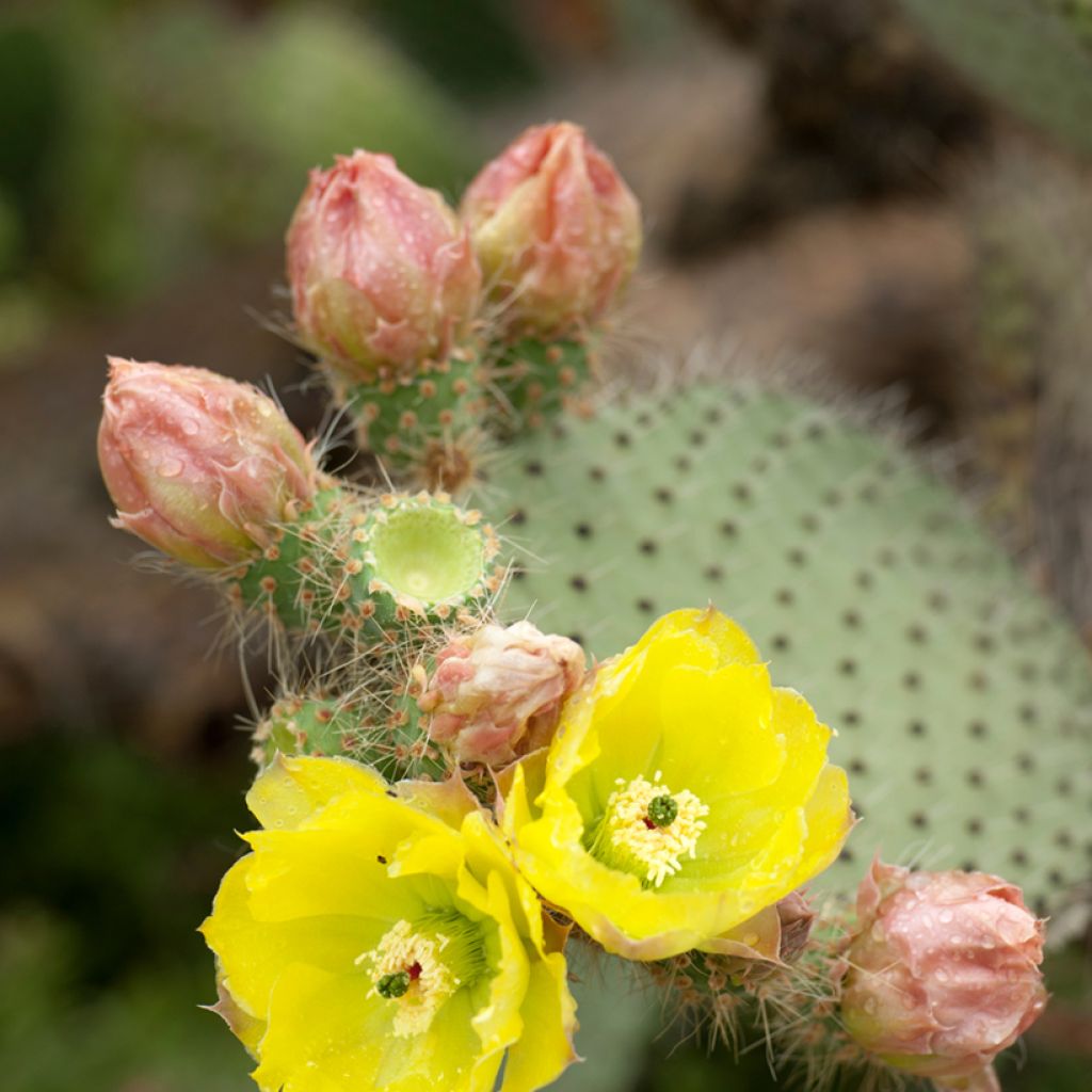 Opuntia leucotricha - Feigenkaktus