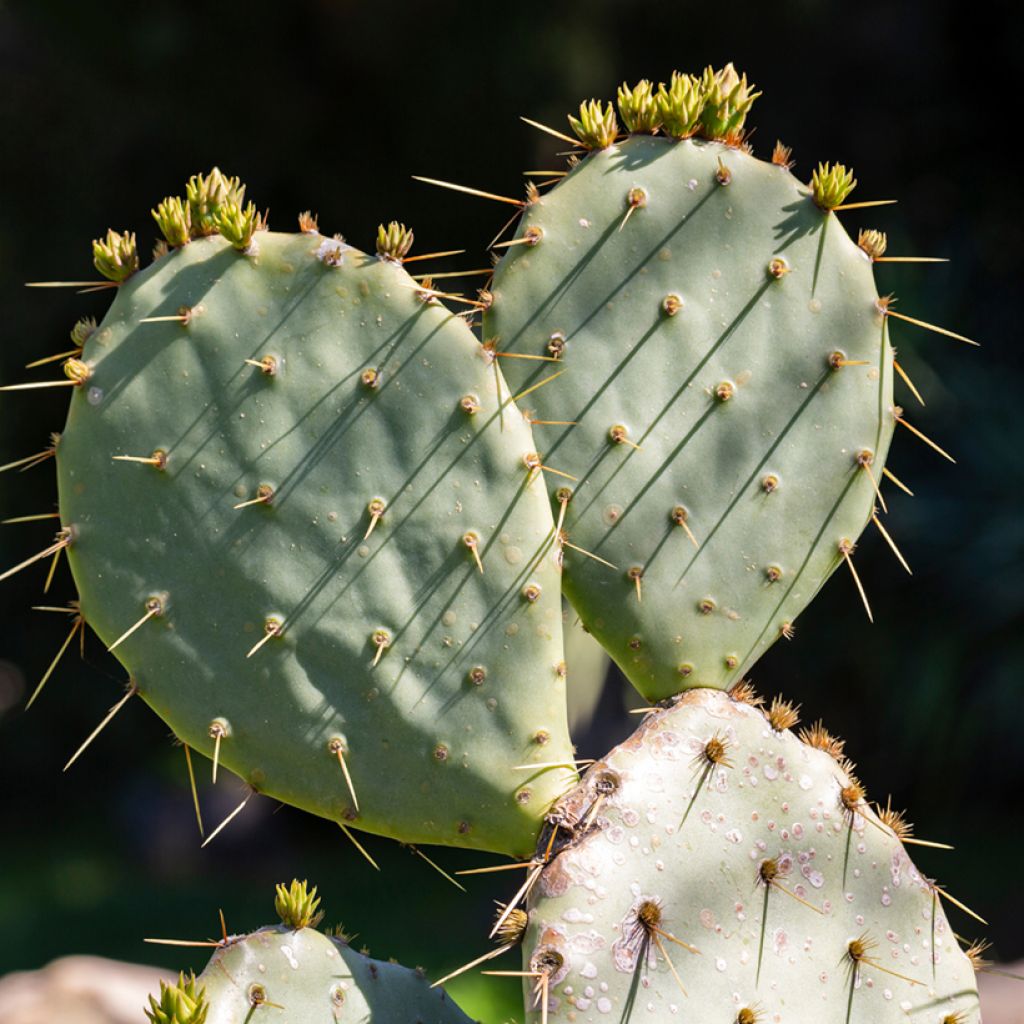 Opuntia leucotricha - Feigenkaktus