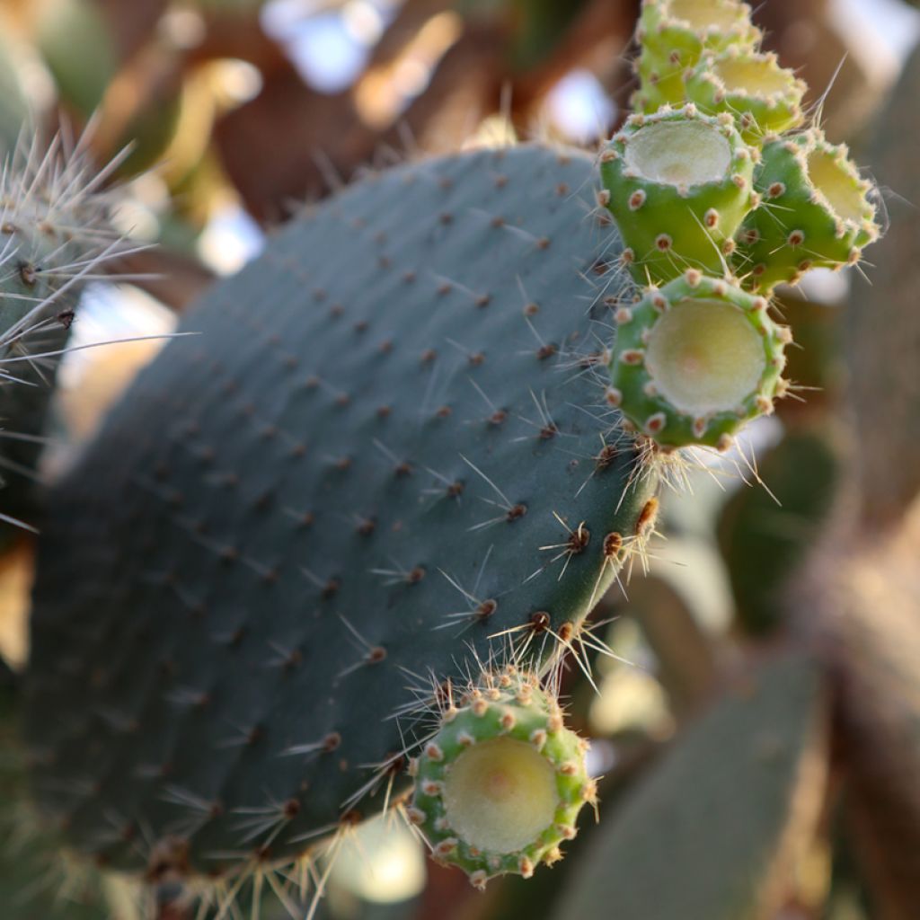Opuntia leucotricha - Feigenkaktus