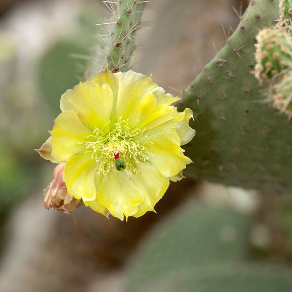 Opuntia leucotricha - Feigenkaktus